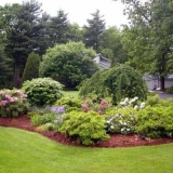 Najbolje ukrasno drveće i grmlje za baštu